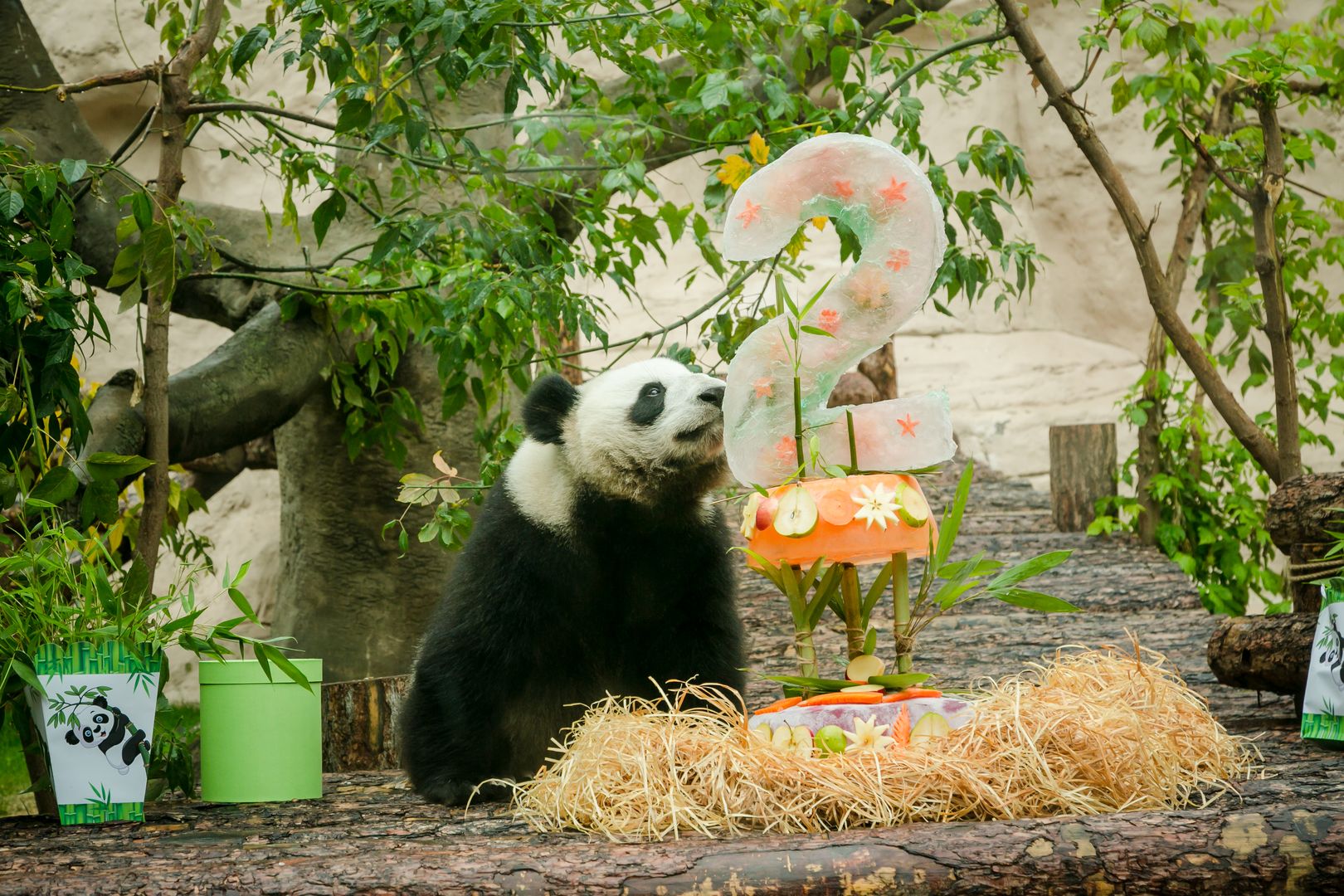 Панда живет в зоопарке. Животные Китая. День рождения панд в Московском зоопарке. Рождение в зоопарке панды. Фауна Китая Московский зоопарк.